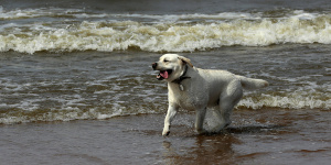 За год собаки покусали более 5 тысяч петербуржцев